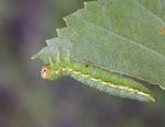 Arge dimidiata